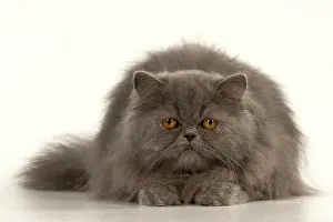 Amber: CAT. Persian, adult, Blue, amber eyes, laying, studio