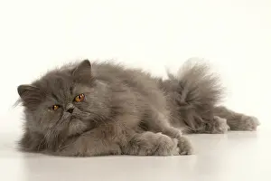 Amber: CAT. Persian, adult, Blue, amber eyes, laying, studio