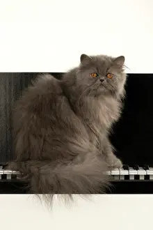 Amber: CAT. Persian adult, blue, amber eyes, longhai