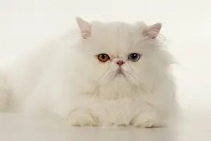Persians: CAT. Persian, adult white, odd eyed, laying, studio
