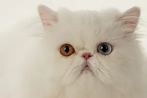 Persians: CAT. Persian, adult, white, odd eyed, face, studio