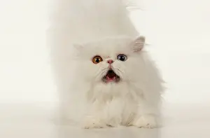 Persians: CAT. Persian, adult white, odd eyed, laying, mo