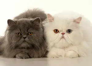 Amber: CAT. Persian, adult white, odd eyed, laying, wit
