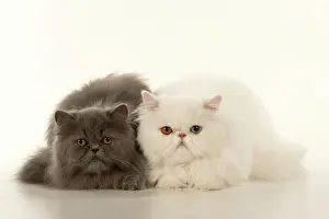 Amber: CAT. Persian, adult white, odd eyed, laying, wit
