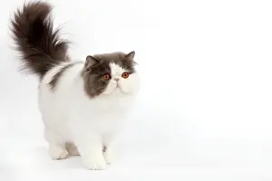Bicolour: Cat - Persian bi-colour harlequin blue and white