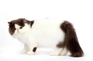 Bicolour: Cat - Persian bi-colour harlequin blue and white