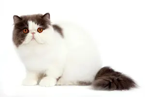 Bicolour: Cat - Persian bi-colour harlequin blue and white