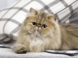 Shaded: Cat Persian black golden shaded
