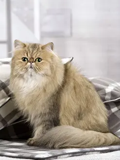 Shaded: Cat Persian black golden shaded