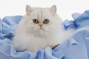 Fabric: Cat - Persian on blue fabric in studio