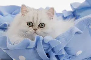 Fabric: Cat - Persian on blue fabric in studio