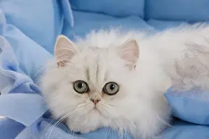 Fabric: Cat - Persian on blue fabric in studio