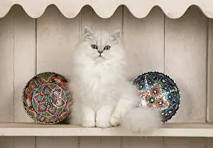 Plates: Cat Persian cat black tipped white on dresser