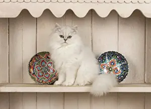 Plates: Cat Persian cat black tipped white on dresser