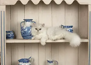 Tipped: Cat