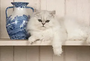 Persians: Cat
