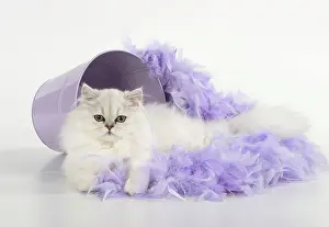 Boas: Cat Persian cat black tipped white feather boa