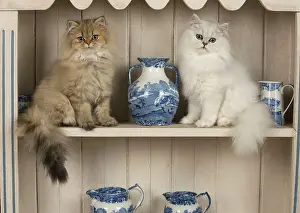 Shelf: Cat