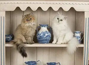Shelf: Cat