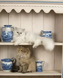 Shelf: Cat