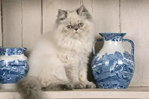 Shelf: Cat