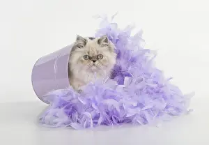 Boas: CAT Persian cat blue cream point feather boa