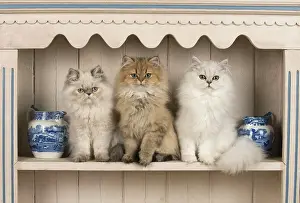 Shelf: Cat