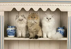 Shelf: Cat