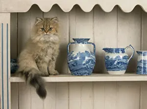 Shelf: CAT Persian cat golden on dresser with jugs