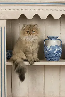 Shelf: CAT Persian cat golden on dresser with jugs