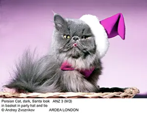 Glamour: CAT - Persian cat in hat and tie