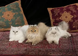 Tipped: Cat