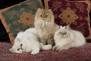 Tipped: Cat