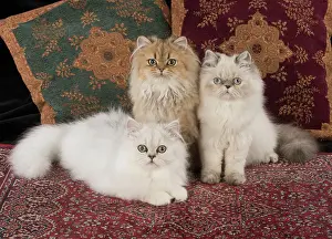 Tipped: Cat