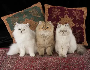 Tipped: Cat