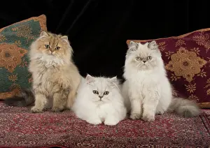 Tipped: Cat