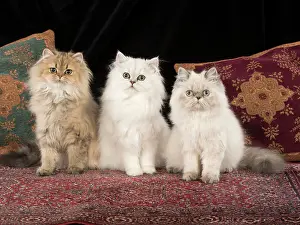 Tipped: Cat