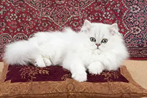 Chinchilla: Cat