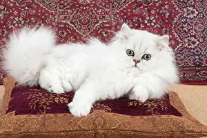 Chinchilla: Cat