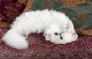 Chinchilla: Cat