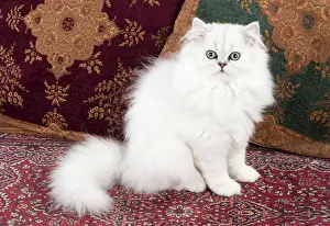 Chinchilla: Cat