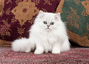 Chinchilla: Cat