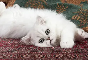 Persians: Cat