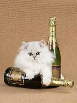 Booze: Cat