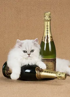 Booze: Cat