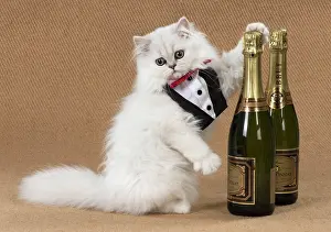 Booze: Cat