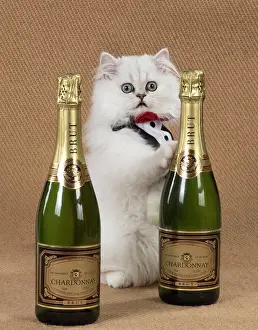 Booze: Cat