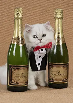 Booze: Cat