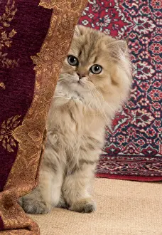 Chinchilla: Cat Persian Chinchilla 14 week old kitten Golden