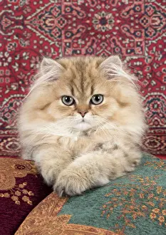 Chinchilla: Cat Persian Chinchilla 14 week old kitten Golden